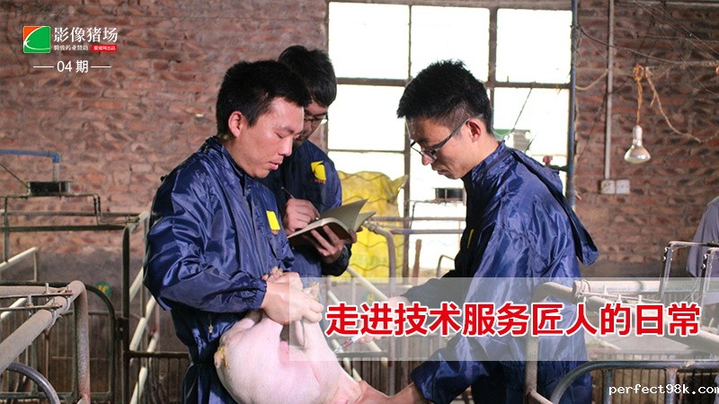 《影像猪场》第4期：走进技术服务匠人的日常