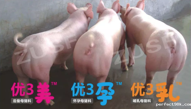 云博在线官网首页 | 朱师傅三元母猪专用解决方案重磅来袭！