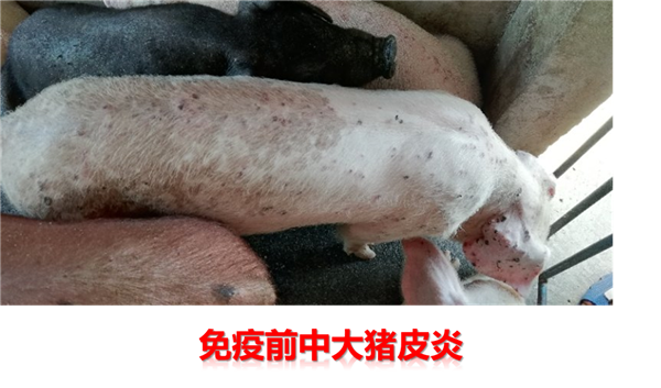 图片1_副本.png